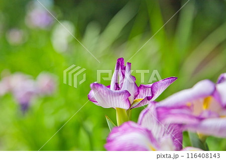 初夏の花々 116408143