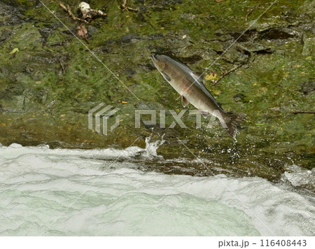 サクラマス 116408443