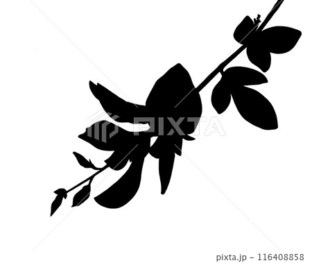 萩の花のシルエットイラスト 萩の花のシルエットイラスト 116408858