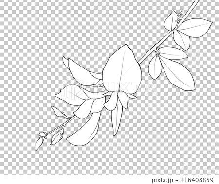 Line drawing illustration of bush clover flower Line drawing illustration of bush clover flower 116408859