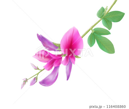 萩の花のリアルな水彩イラスト 116408860