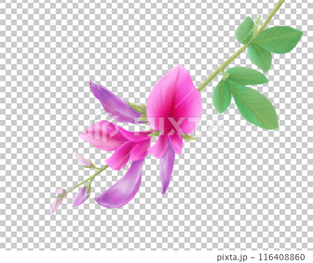 萩の花のリアルな水彩イラスト 116408860