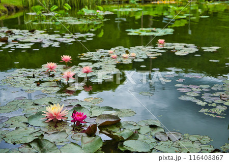 初夏のはなはす公園 初夏のはなはす公園 116408867