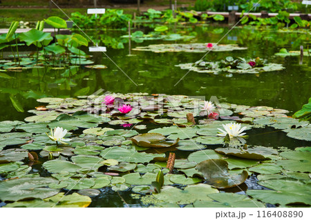 初夏のはなはす公園 116408890