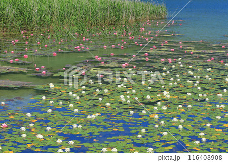 木崎湖のスイレン 木崎湖のスイレン 116408908