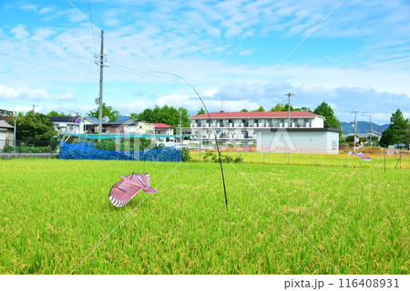 鳥追いカイトと秋の田んぼ 116408931