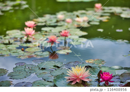 初夏のはなはす公園 116408956