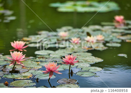 初夏のはなはす公園 116408958