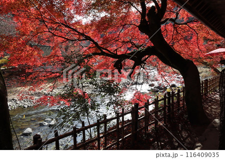 香嵐渓で紅葉狩り 紅葉散歩 香嵐渓で紅葉狩り 紅葉散歩 116409035