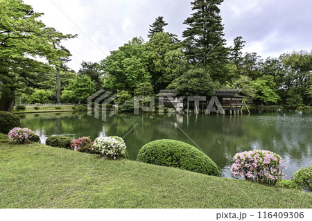 ツツジ咲く兼六園の春 ツツジ咲く兼六園の春 116409306