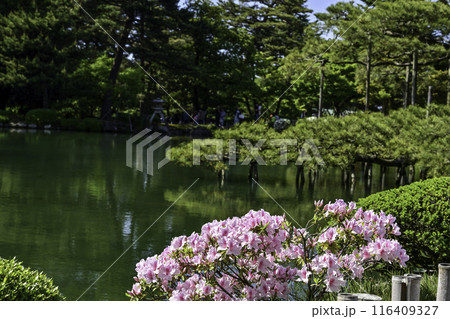 ツツジ咲く兼六園の春 116409327
