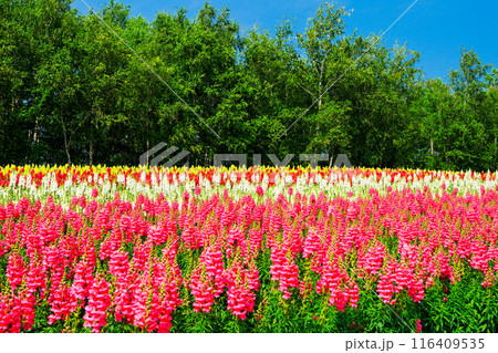 青空に映える色とりどりのキンギョソウ 116409535