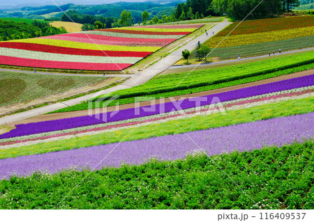 パレットガーデン 116409537