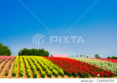 カラフルな花の丘 116409539