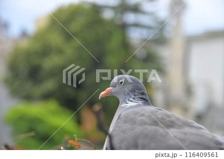 A dove sits on an egg. Pigeons nest in the city. Pigeon nest on a windowsill in a city A dove sits on an egg. Pigeons nest in the city. Pigeon nest on a windowsill in a city 116409561
