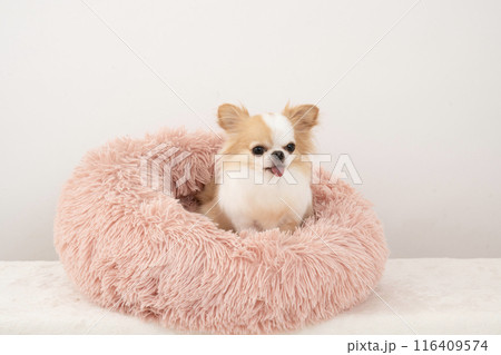 ピンクのベッドに入って微笑むチワワの陸 116409574