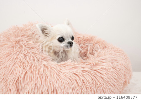 ピンクのベッドに入って微笑むチワワ ピンクのベッドに入って微笑むチワワ 116409577