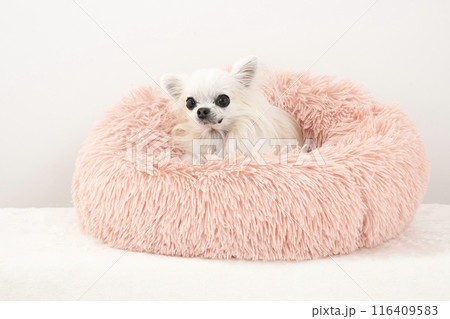 ピンクのベッドに入って微笑むチワワ 116409583