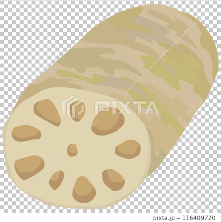 簡單的蓮藕插畫向量素材 簡單的蓮藕插畫向量素材 116409720