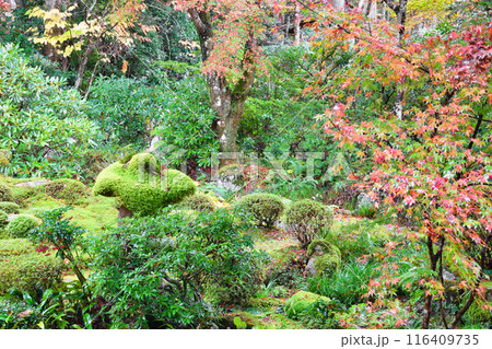 大原 三千院 紅葉の聚碧園(京都市左京区) 大原 三千院 紅葉の聚碧園(京都市左京区) 116409735