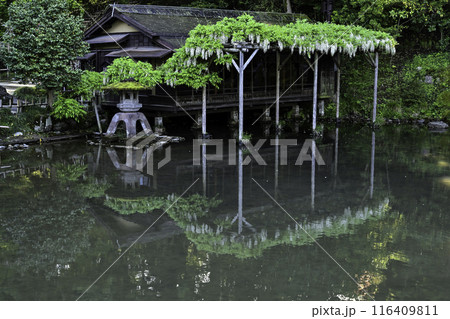 藤の花咲く兼六園の春 116409811