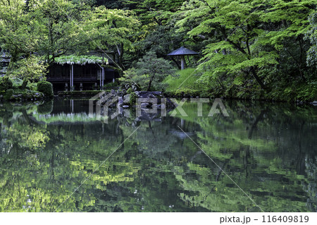 藤の花咲く兼六園の春 116409819