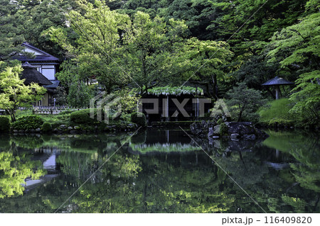 藤の花咲く兼六園の春 116409820