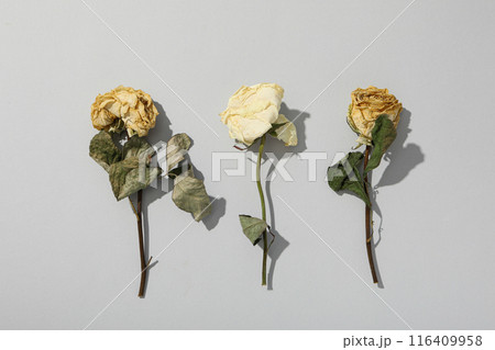 Three dried roses on light gray background, top view Three dried roses on light gray background, top view 116409958