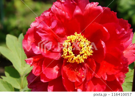 ボタン ボタン 116410057