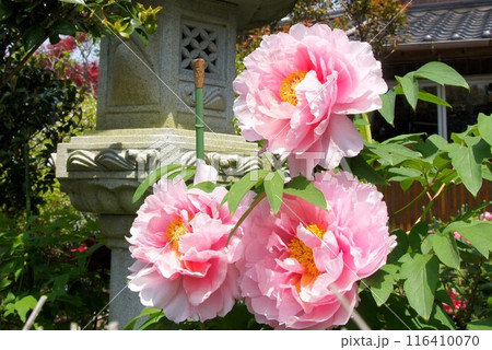 ボタン ボタン 116410070