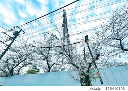 冬の青空と白い雲と満開の桜 116410108