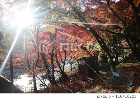 香嵐渓で紅葉狩り 紅葉見物 紅葉散歩 香嵐渓で紅葉狩り 紅葉見物 紅葉散歩 116410223