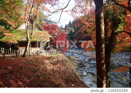 香嵐渓で紅葉狩り 紅葉見物 紅葉散歩 香嵐渓で紅葉狩り 紅葉見物 紅葉散歩 116410284