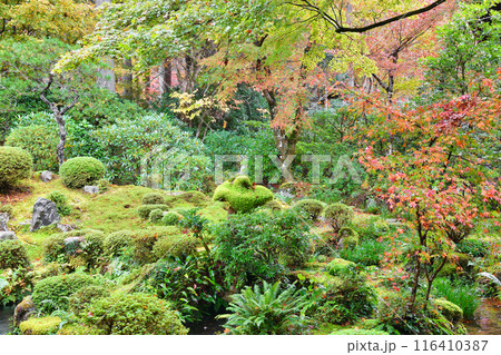大原 三千院 紅葉の聚碧園(京都市左京区) 大原 三千院 紅葉の聚碧園(京都市左京区) 116410387