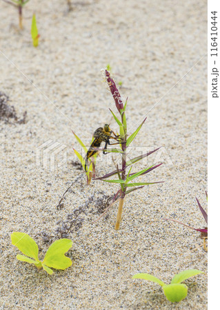 砂丘植物にとまるトラフムシヒキ 鳥取県 鳥取砂丘 116410444
