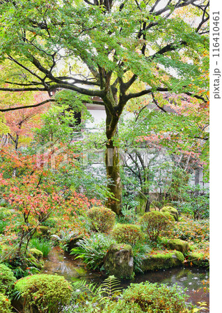 大原　三千院　紅葉の聚碧園（京都市左京区） 116410461