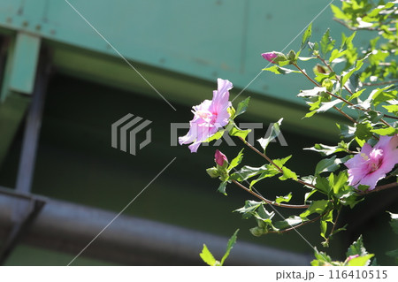 初夏の公園に咲くピンク色のフヨウの花 初夏の公園に咲くピンク色のフヨウの花 116410515