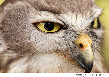 Detailed closeup of the Barking Owls eye. 116410535