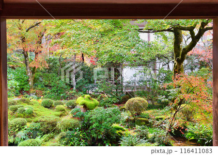 大原　三千院　紅葉の聚碧園（京都市左京区） 116411083
