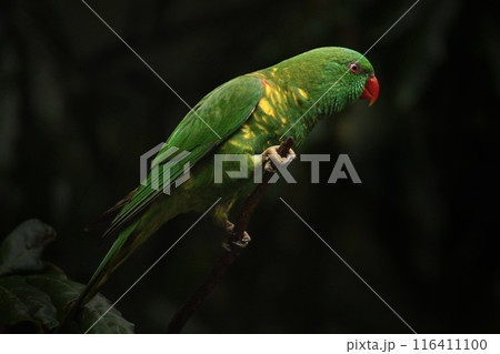 Scaly-breasted lorikeet 116411100