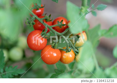 ミニトマト ミニトマト 116411218