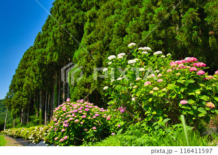 見頃を迎えたあじさいロード 116411597