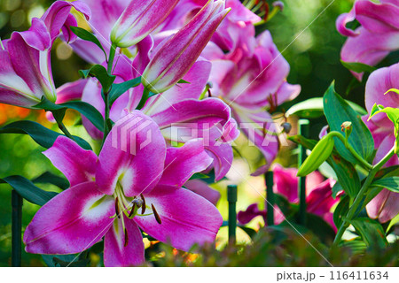 ピンクのユリの花 116411634