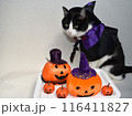 ハロウィンのコスプレをしたハチワレ猫 116411827