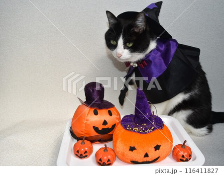 ハロウィンのコスプレをしたハチワレ猫 116411827