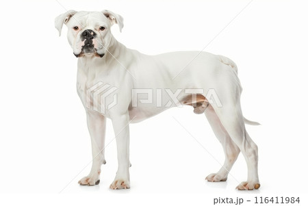 A white American Bulldog stands with a stoic expression, highlighting its muscular frame and focused gaze. The pure white coat contrasts sharply against the white background. 116411984