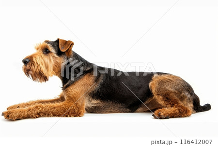 A serene Airedale Terrier lies down comfortably, its expressive eyes and distinctive tan curls capturing the essence of the breed's friendly nature. Its relaxed posture invites a moment of calm. A serene Airedale Terrier lies down comfortably, its expressive eyes and distinctive tan curls capturing the essence of the breed's friendly nature. Its relaxed posture invites a moment of calm. 116412007