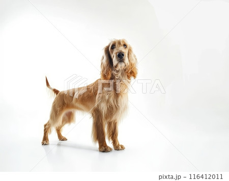 An inquisitive Afghan Hound looks on with curiosity, its luscious caramel locks framing a gentle face. The dog's spirited expression captures its playful and intelligent nature. 116412011
