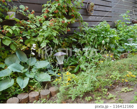 ラズベリーの木が植えられた緑溢れる庭 116412160