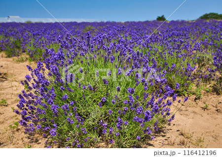 満開のラベンダーファーム 満開のラベンダーファーム 116412196
